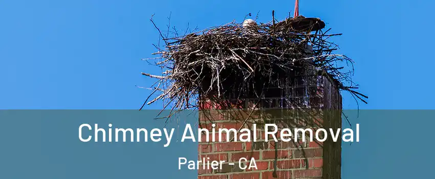  Chimney Animal Removal Parlier - CA