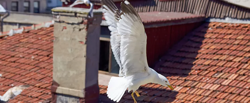 Residential Chimney Animal Removal Solution in Parlier, CA