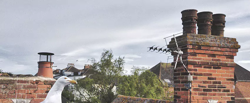 Chimney Cleaning And Restoration in Parlier, California